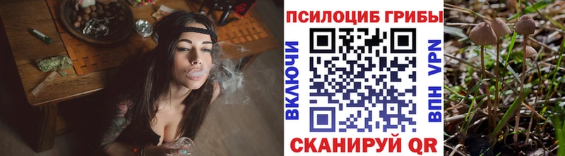 Галлюциногенные грибы Psilocybe  blacksprut   Калтан 
